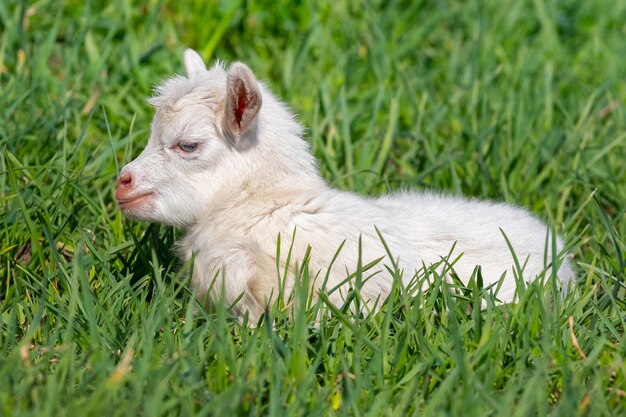 Une petite chèvre blanche se trouve sur l'herbe par temps ensoleillé