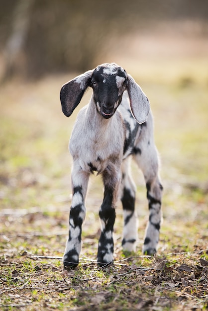 Petite chèvre boer sud-africaine ou portrait de chevreau doeling sur la nature en plein air