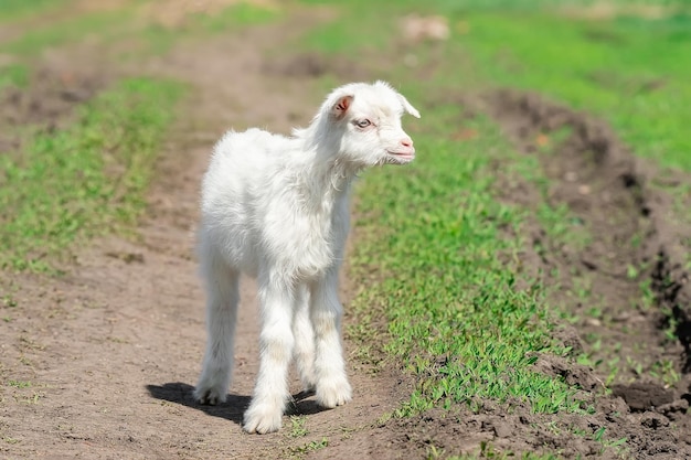 Petite chèvre dans un champ de blé