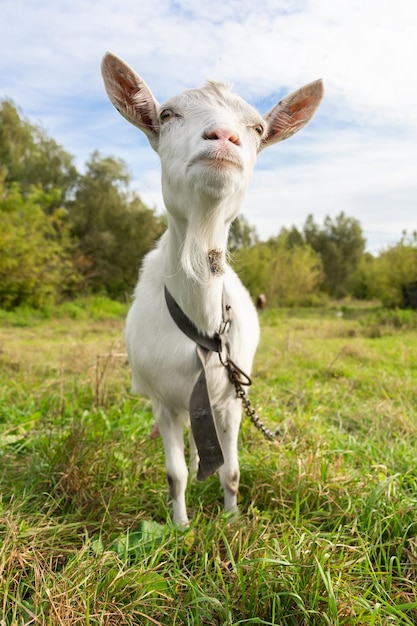 Petite chèvre dans un champ de blé