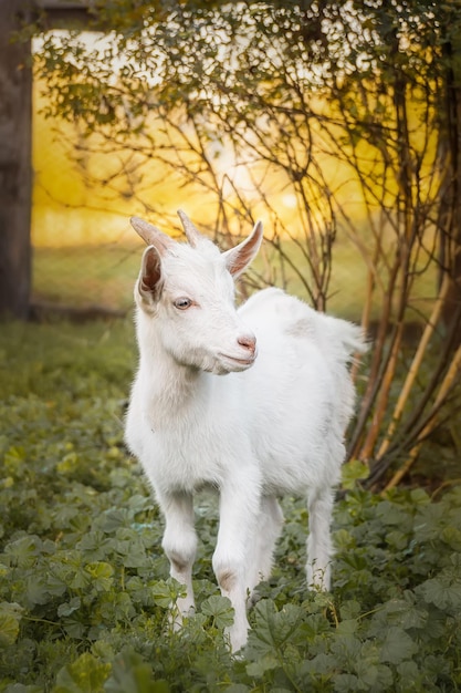 Petite chèvre dans un champ de bléx9