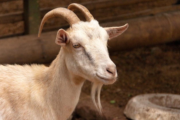 Petite chèvre à la ferme