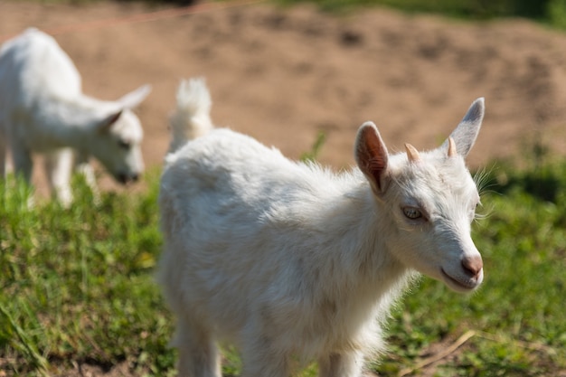 Petite chèvre mignonne jouant dans la nature en été