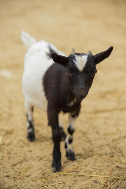 Petite chèvre noire et blanche