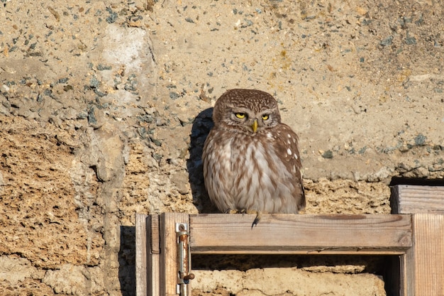 Petite chouette, Athena Noctua est assise sur une vitre en bois.