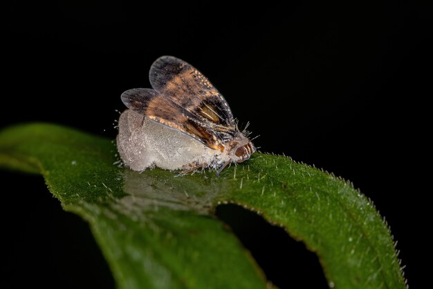 Petite cicadelle adulte de la famille des Cixiidae