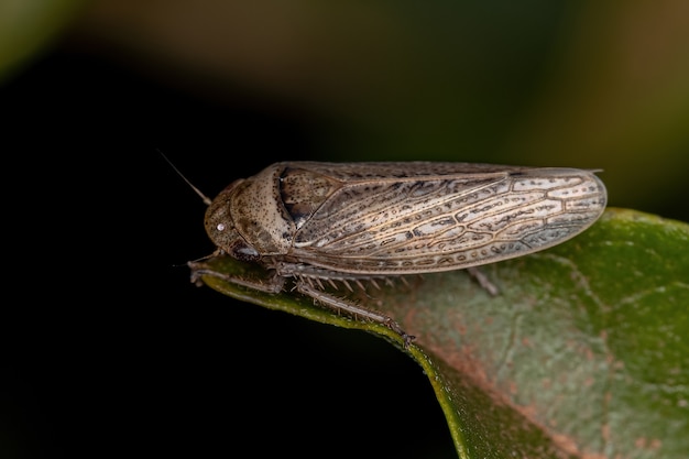 Petite cicadelle typique de la tribu Gyponini