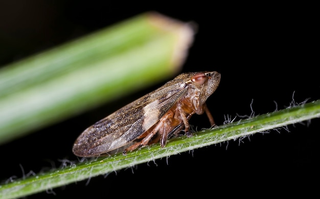 petite cigale sur une feuille d'herbe