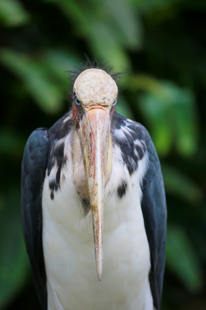 Petite cigogne adjointe d&#39;oiseau des tropiques.