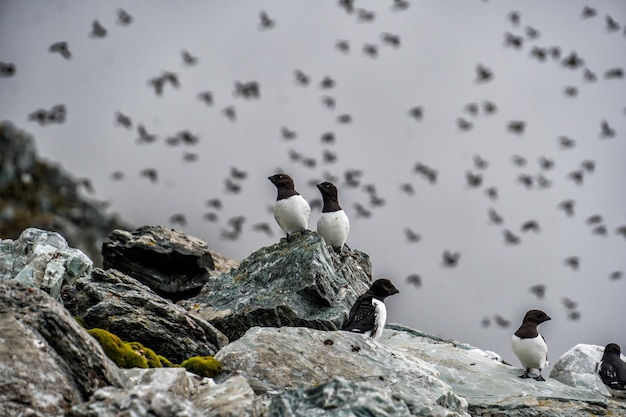 Photo une petite colonie d'auks