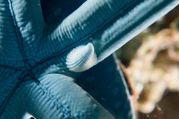 Une petite coquille bleue sur une étoile de mer à Cebu aux Philippines