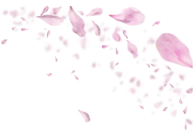 une petite couche de roses fleurs de roses et pétales fond de la Saint-Valentin avec la chute des pétales de roses rouges est sur le noir