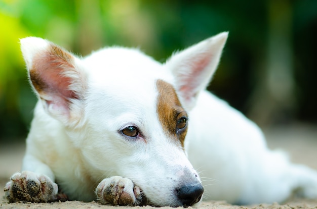 petite couleur blanche de chien dormant sur le sol au jour du soleil de printemps.