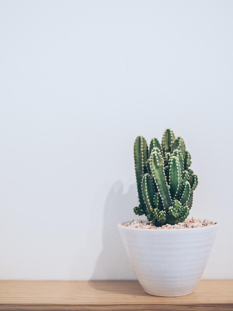 Petite décoration de cactus