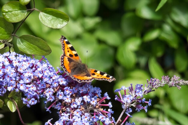 Petite écaille Aglais urticae se nourrissant d'un Buddleia