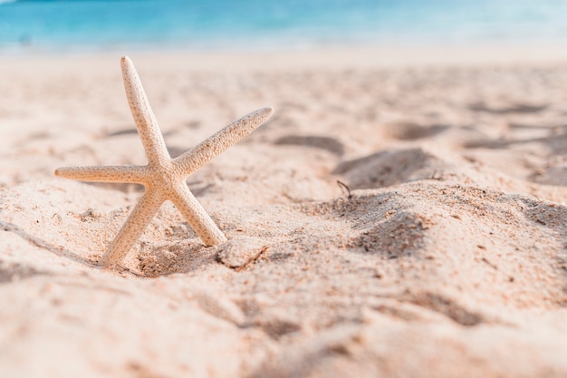 Petite étoile de mer dans le sable