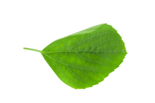 petite feuille isolée sur fond blanc