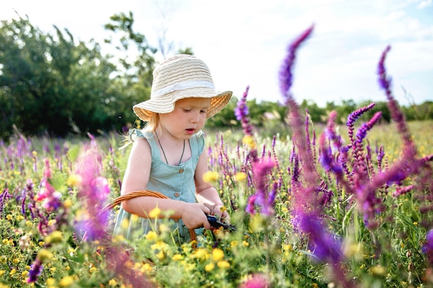 Une petite fille coiffée d'un panama et d'une robe bleue dans un champ fleuri d'été rassemble de la sauge dans un panier avec...