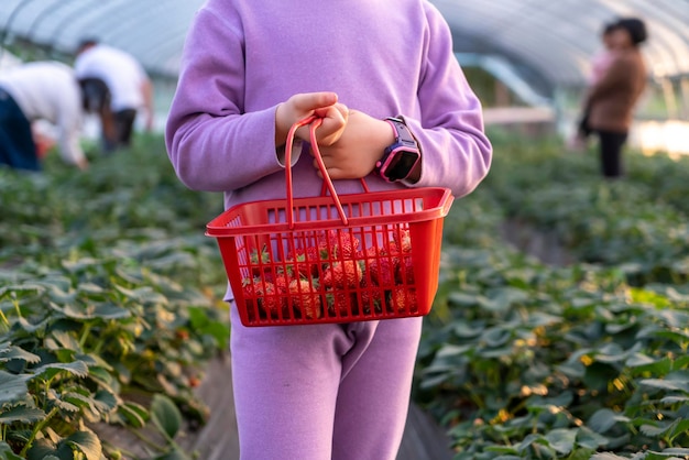 La petite fille cueillant des fraises