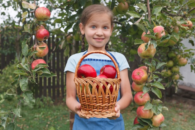 Une petite fille dans un tablier bleu étend sincèrement un panier de pommes à la mise au point de la caméra au premier plan