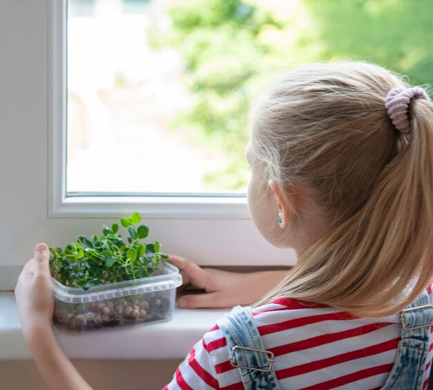 Une petite fille à la fenêtre regarde comment poussent les micro-pois verts