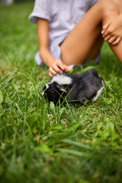 Une petite fille joue avec un cochon d'Inde noir assis à l'extérieur en été Un cochon d'Inde calicot animal broute dans l'herbe de l'arrière-cour de son propriétaire