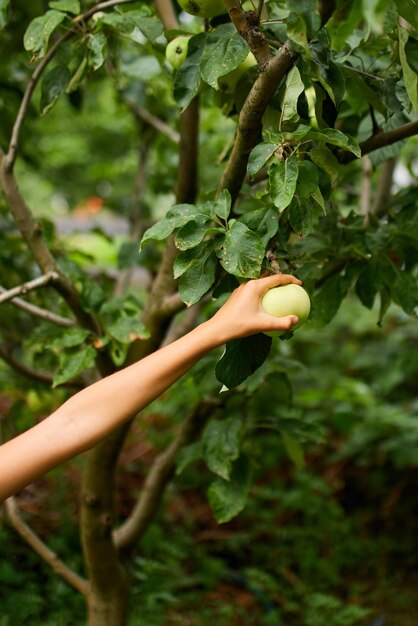 La petite fille mignonne choisit la pomme verte de l'arbre dans le jardin à la maison extérieur