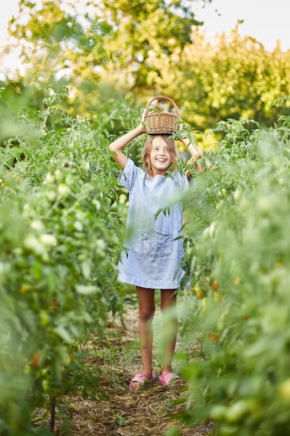 Petite fille avec panier à la main, s'amusant, récolte de tomates rouges biologiques dans le jardinage domestique, production d'aliments végétaux. Culture de tomates, récolte d'automne.