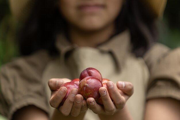 Petite fille récoltant des prunes