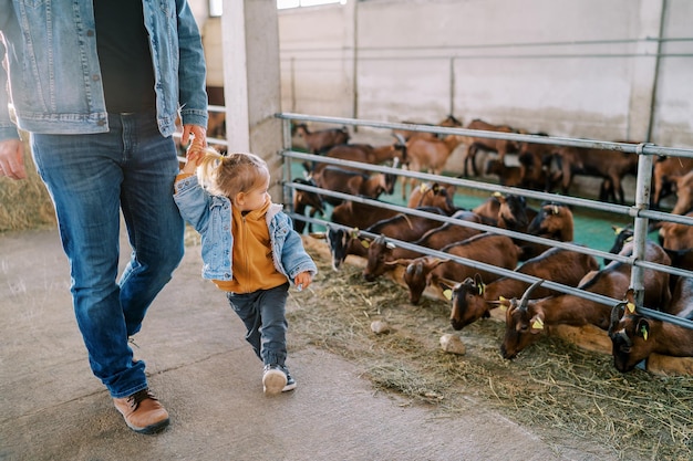 Photo une petite fille regarde les chèvres manger du foin dans les enclos alors qu'elle se promène dans la ferme avec son père à la main.