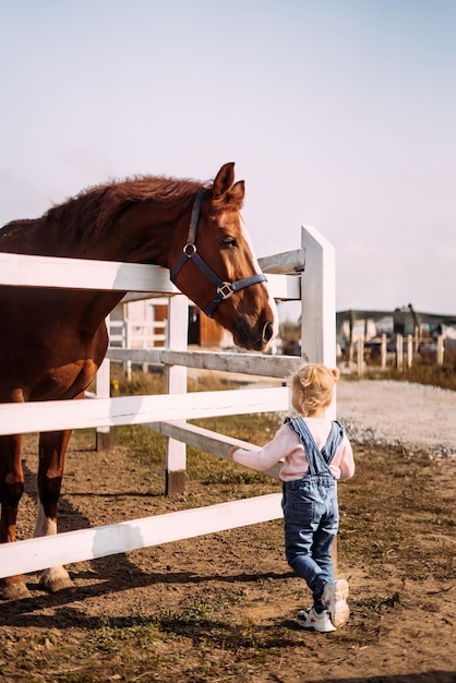 La petite fille s'est approchée d'un grand cheval brun dans une levada dans la connaissance stable de l'enfant