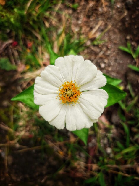 Une petite fleur blanche avec un arrière-plan flou