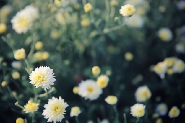 Petite fleur blanche dans le jardin