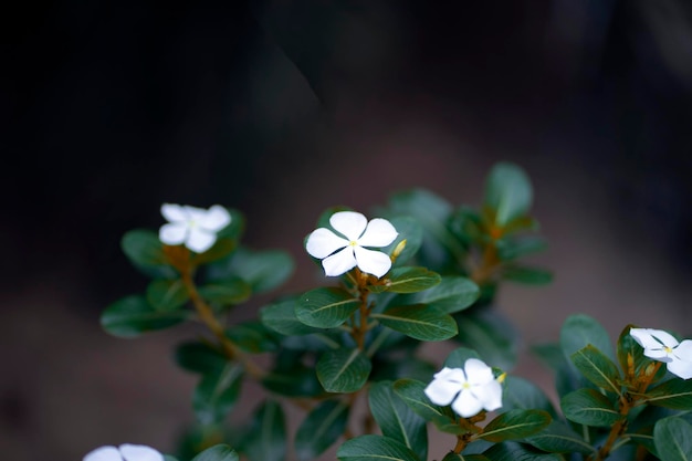 Une petite fleur blanche avec une feuille verte en arrière-plan