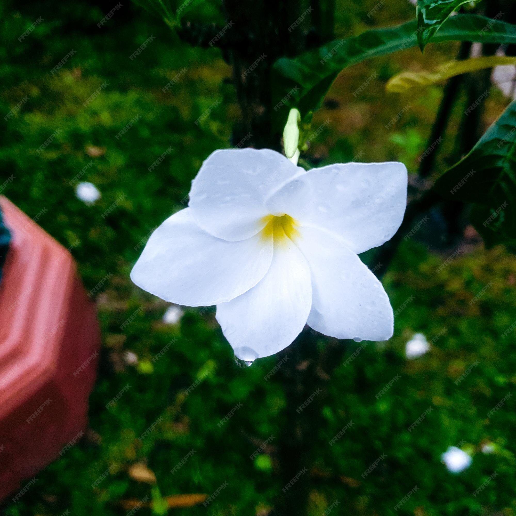 Petite Fleur Blanche Avec Goutte D'eau Sur Fond Noir Fond De Texture De  Feuilles Vertes | Photo Premium