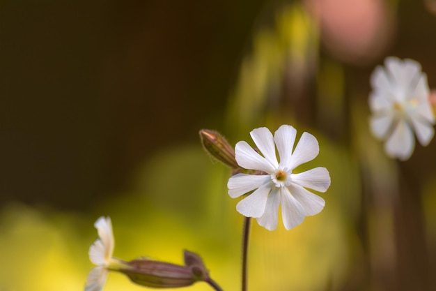 Petite fleur blanche isolée