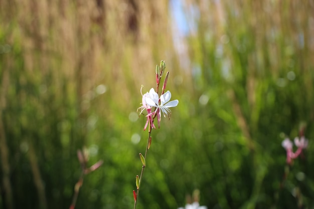 Petite fleur blanche de lindheimers beeblossom sur un fond de jardin vert flou naturel