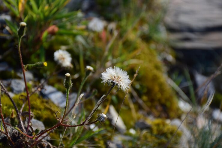 Photo une petite fleur blanche avec le mot " sur le côté