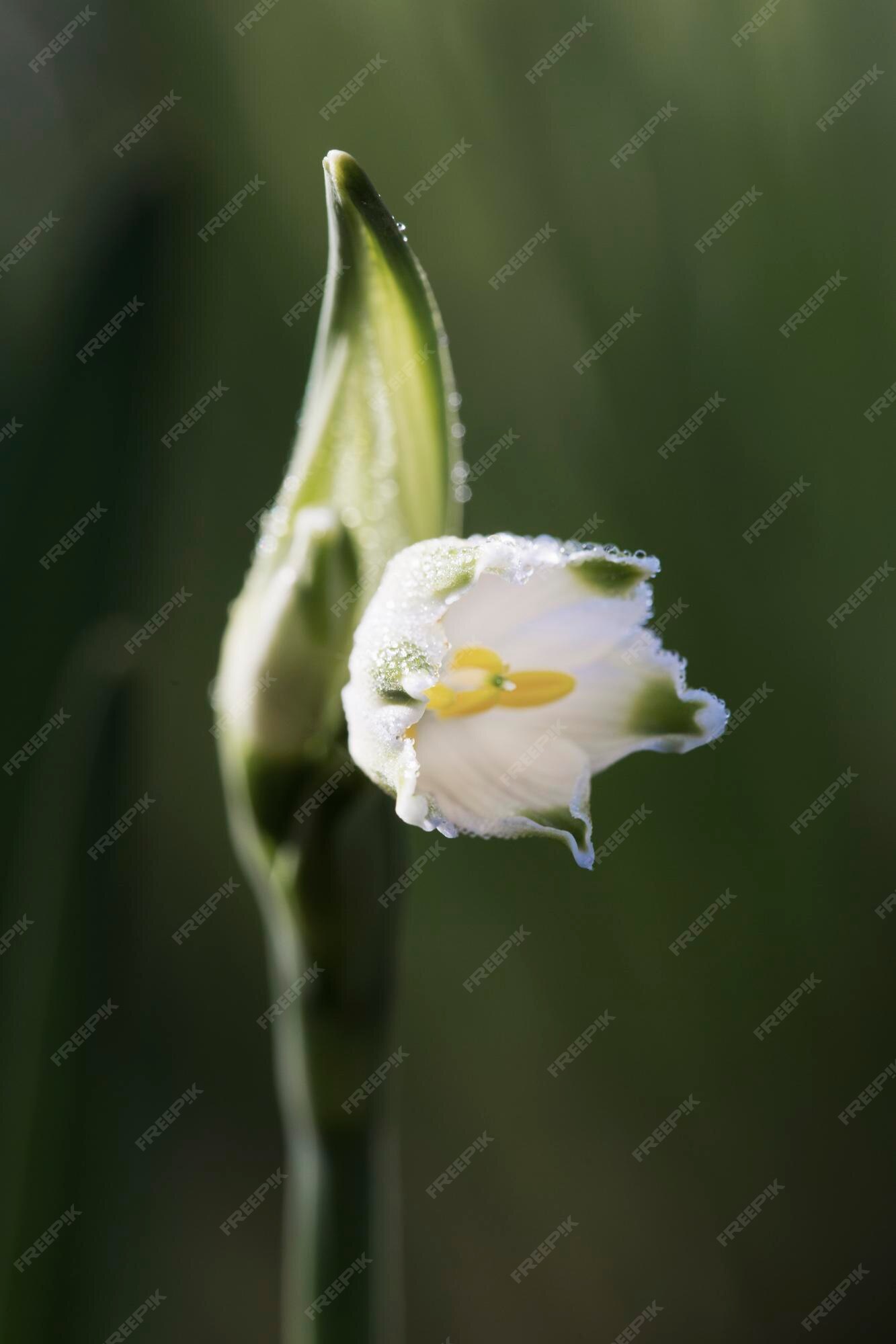 Petite Fleur Blanche Sur Une Tige Verte Perce-neige | Photo Premium