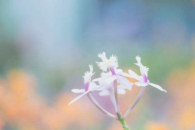 Petite fleur blanche