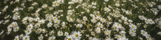 Une petite fleur blanche