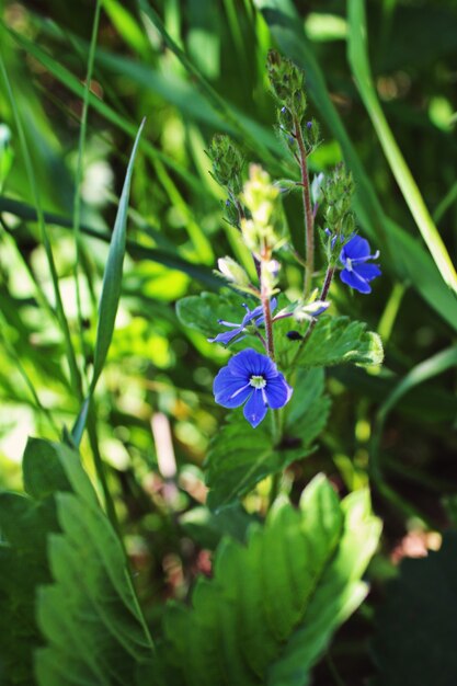 Petite fleur bleue brillante de Myosotis sur fond vert foncé. Fermer. Mise au point sélective.