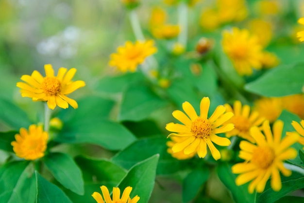 Petite fleur d&#39;étoile jaune