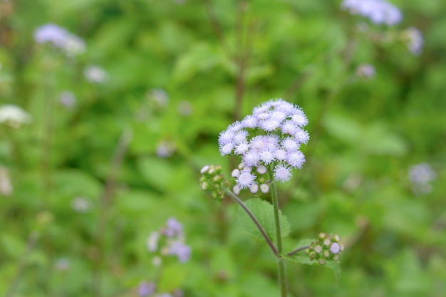 Petite fleur avec flou fond de jardin vert