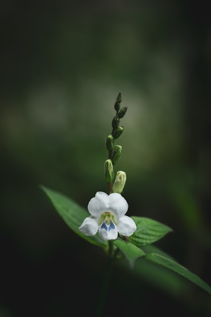 Petite fleur de forêt blanche dans la forêt tropicale. - fond sombre.