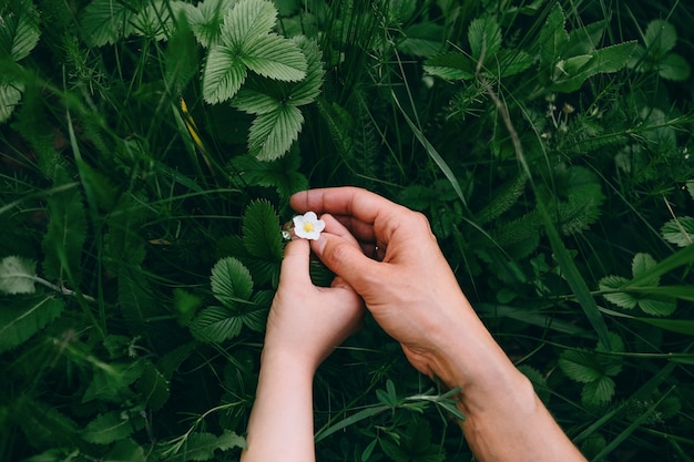 Petite fleur de fraise blanche doucement toucher les mains