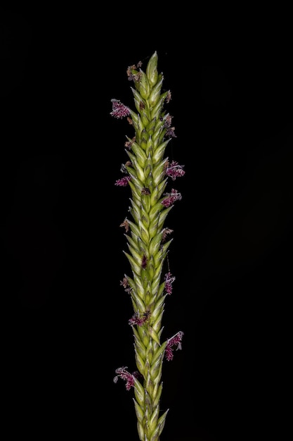 Photo petite fleur d'herbe