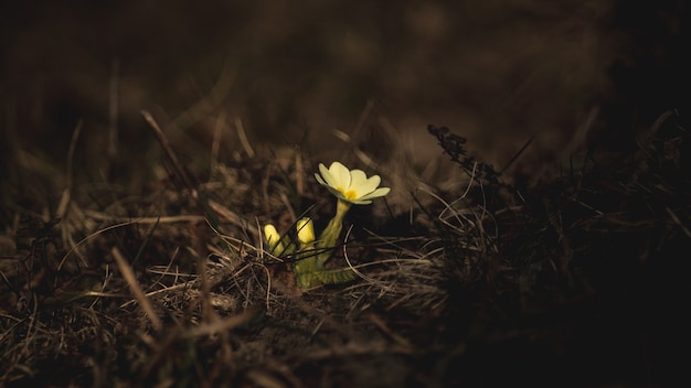 Petite fleur jaune au milieu de l'herbe au printemps