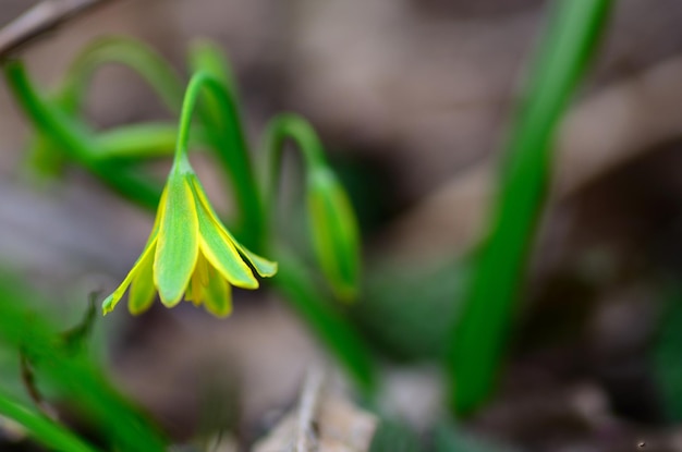 Petite fleur jaune au printemps