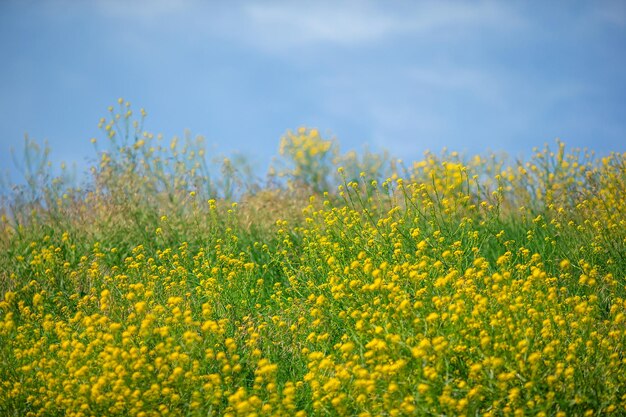 Petite fleur jaune Champ de jaune dans le jardin avec un fond vert flou